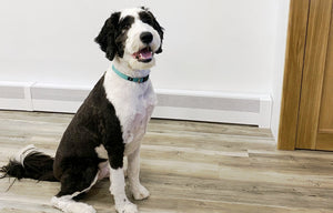 Are  Baseboard Heaters Safe for Pets? What Pet Owners Need to Know